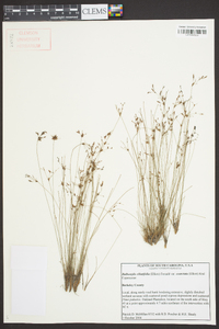 Bulbostylis ciliatifolia image