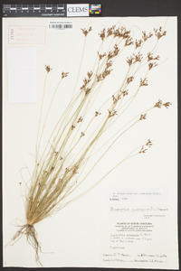 Bulbostylis ciliatifolia var. coarctata image