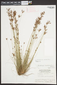 Bulbostylis ciliatifolia image