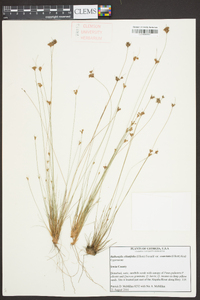 Bulbostylis ciliatifolia image