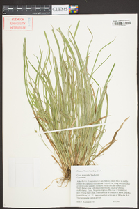 Carex abscondita image