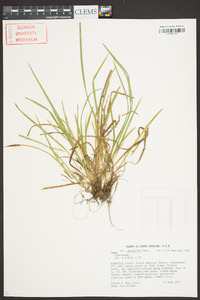 Carex abscondita image