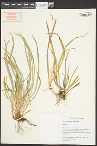 Carex abscondita image