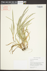 Carex abscondita image