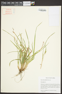 Carex abscondita image