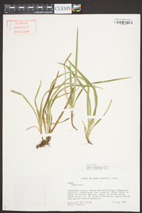 Carex abscondita image