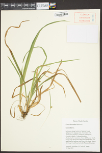 Carex abscondita image