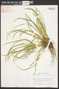 Carex abscondita image