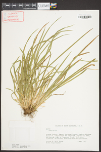 Carex abscondita image