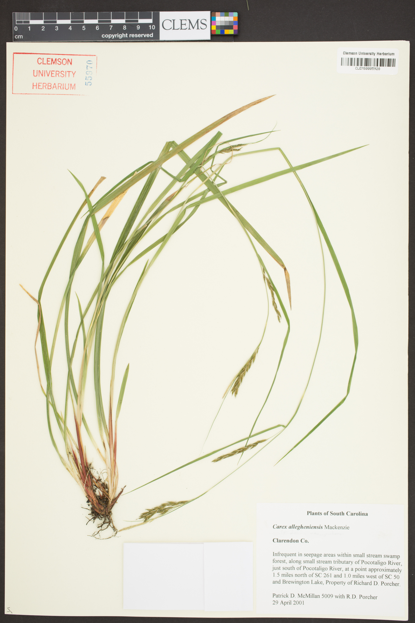 Carex allegheniensis image