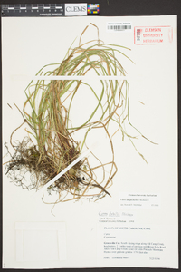 Carex allegheniensis image