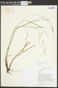 Carex allegheniensis image