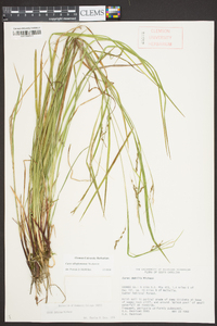 Carex allegheniensis image