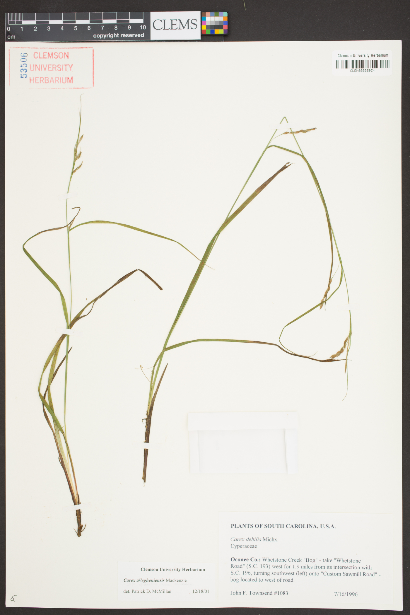 Carex allegheniensis image