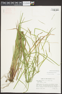 Carex allegheniensis image