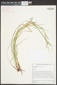 Carex allegheniensis image