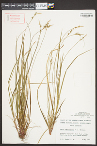 Carex amplisquama image