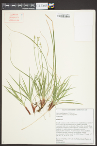 Carex amplisquama image