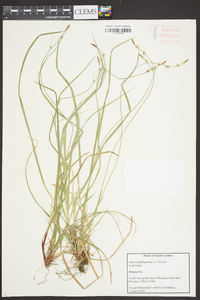 Carex amplisquama image