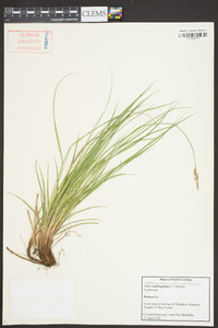 Carex amplisquama image