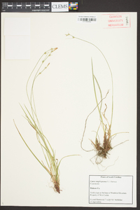 Carex amplisquama image