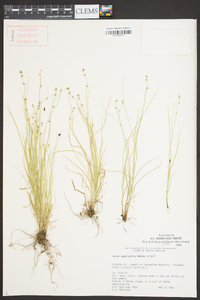 Carex appalachica image