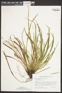 Carex austrocaroliniana image