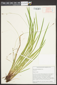 Carex austrocaroliniana image