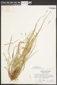 Carex austrocaroliniana image