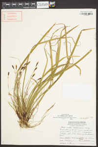 Carex austrocaroliniana image