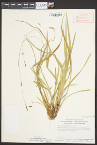 Carex austrocaroliniana image