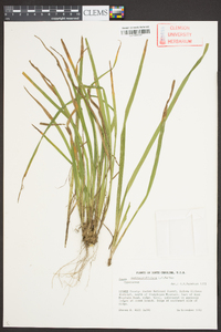 Carex austrocaroliniana image