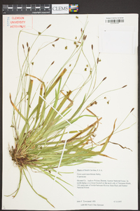 Carex austrocaroliniana image