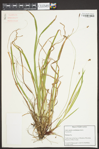 Carex austrocaroliniana image