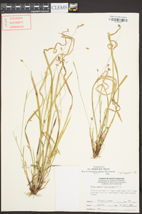 Carex austrocaroliniana image