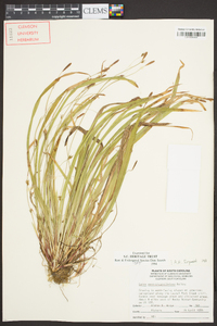 Carex austrocaroliniana image