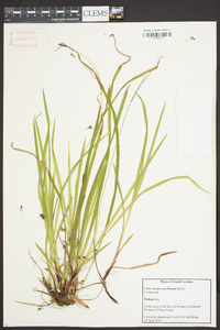 Carex austrocaroliniana image