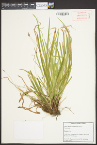 Carex austrocaroliniana image