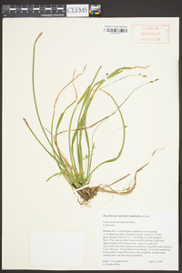 Carex austrocaroliniana image