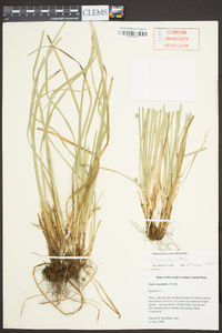 Carex basiantha image