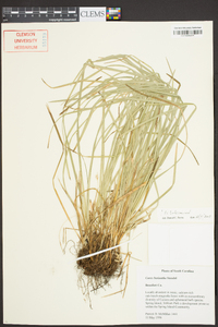 Carex basiantha image