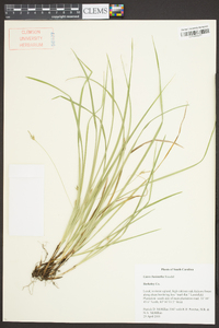 Carex basiantha image