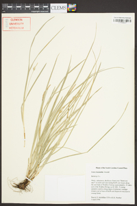 Carex basiantha image