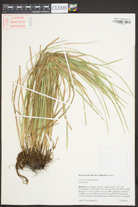 Carex basiantha image