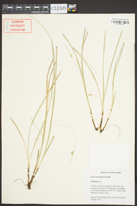 Carex basiantha image