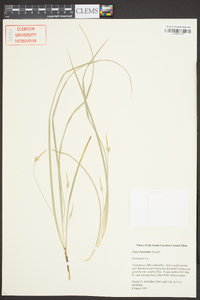 Carex basiantha image