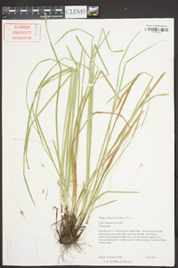 Carex basiantha image