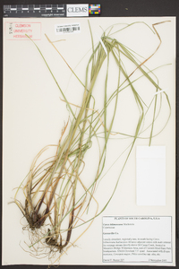 Carex biltmoreana image