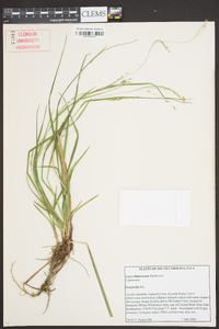 Carex biltmoreana image