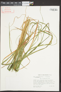 Carex biltmoreana image